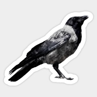 Dramabite Watercolor crow raven Sticker